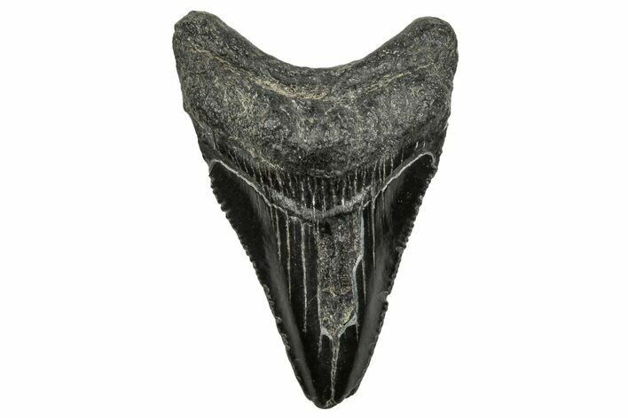 Serrated, Juvenile Megalodon Tooth - South Carolina #328717